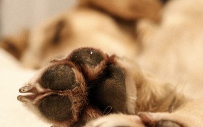 Does your puppy suffer from dog allergies? Three natural ways to ease symptoms