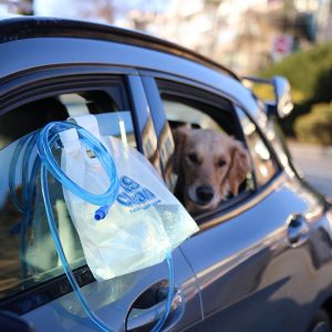The portable dog shower easily hangs from a car door window to clean your dog's dirty paws on the go.