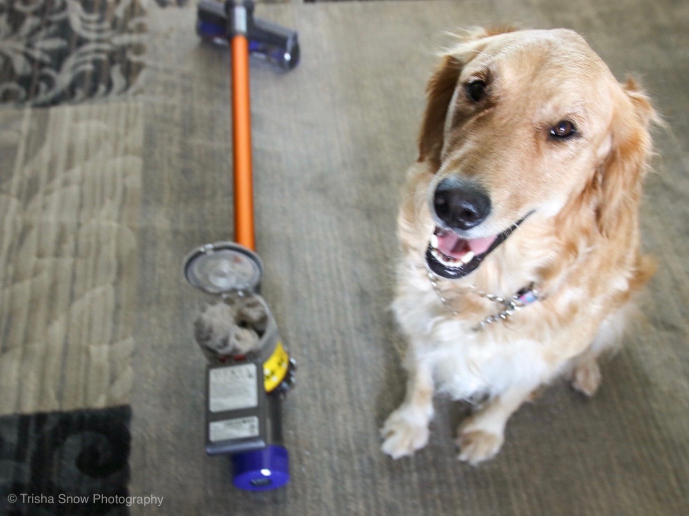 Dog Grooming And 7 Tips On Keeping Your Home Clean K9clean