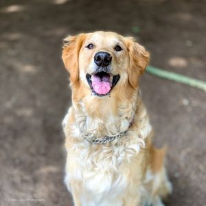 Golden Retriever, Top 10 of most popular dog breed