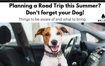 Planning a Road Trip with your dog this Summer?