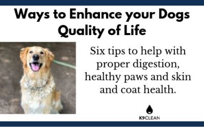 How to keep your dog healthy at home