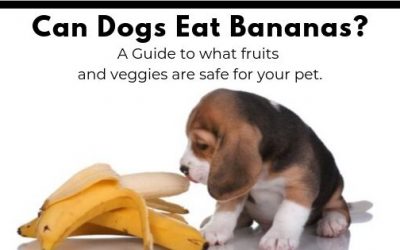 Dog-Friendly Fruits and Vegetables