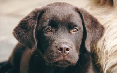 What dog owners should know about the Coronavirus