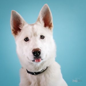 Dog Photography Husky